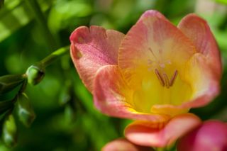 希腊, 阿利莫斯, 帕尼山, 花, 植物, 春天, 自然之美, 非城市场景
