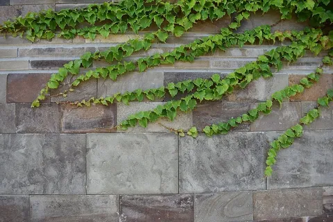 常春藤,城市,自然,墙壁,城市,房子,植物,公园 常春藤,城市,自然,墙壁,城市,房子,植物,公园
