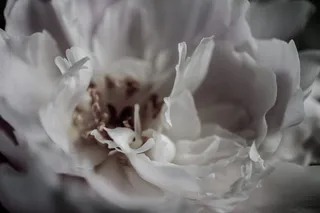 花，宏观，花瓣，雄蕊，自然，特写，抽象，模糊