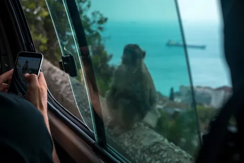 直布罗陀、猕猴、动物、山脉、摄影、智能手机、海洋、猴子