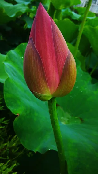 手机，摄影，荷花，手机摄影，夏天，花，新鲜，自然