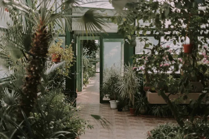 自然、景观、商店、商店、花园、树木、植物、绿色