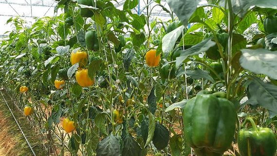 菜园，辣椒园，辣椒，农业，食品，蔬菜，温室，有机