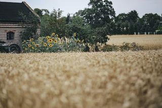 金色的谷物，夏天，金色的，金色的，谷物，田野，小麦，乡村