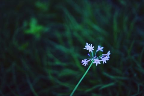 紫色植物的浅焦摄影