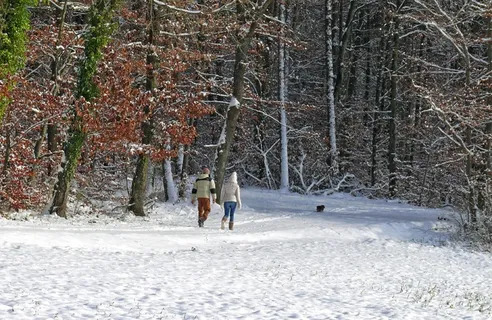 冬天,雪,树,森林,寒冷,人类,步行,寒冷的温度 冬天,雪,树,森林,寒冷,人类,步行,寒冷的温度