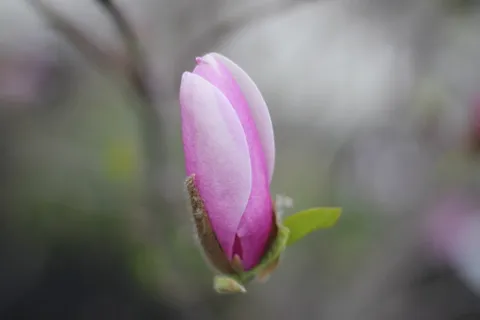 花,自然,粉红色,粉红色,植物,花瓣,花头,叶子 花,自然,粉红色,粉红色,植物,花瓣,花头,叶子