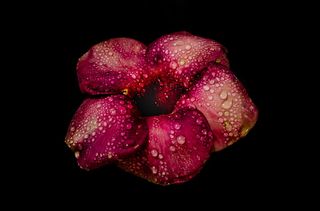 被露水覆盖的红色花瓣的花