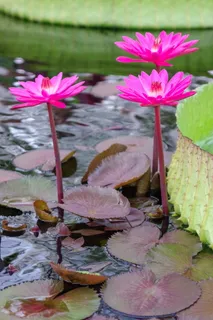 睡莲,水生植物,漂浮,睡莲垫,kelluvalehtinen,睡莲花,花朵,开花植物 睡莲,水生植物,漂浮,睡莲垫,kelluvalehtinen,睡莲花,花朵,开花植物