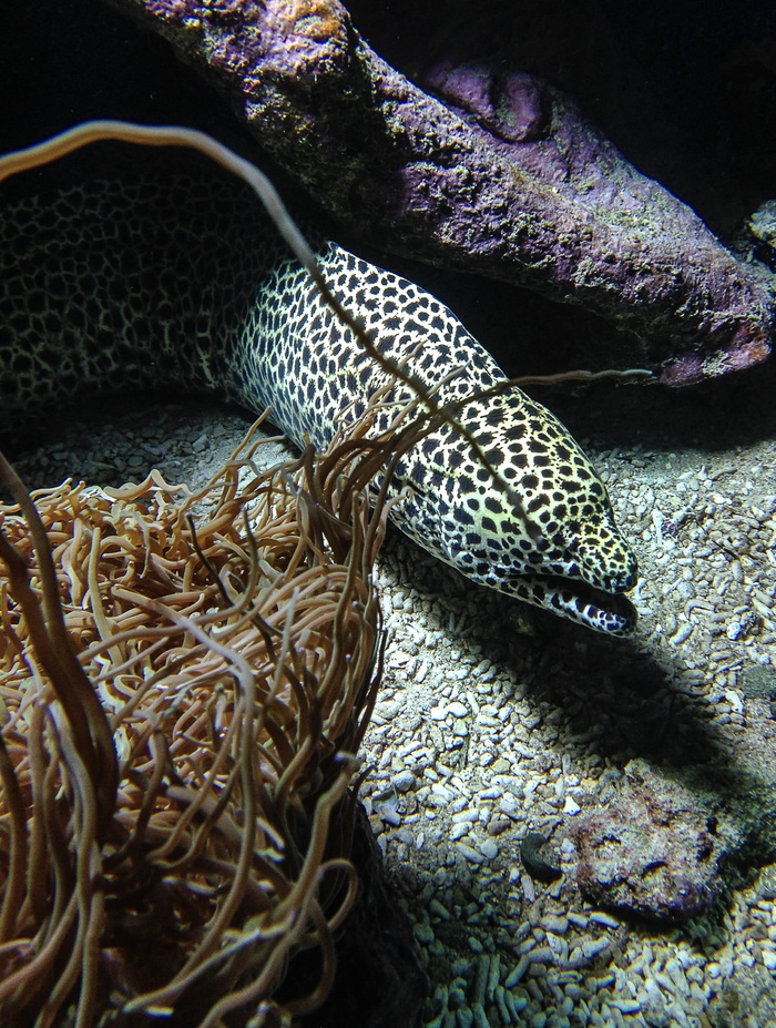 鱼，海鳗，藻类，没有人，动物，特写，野生动物，野生动物