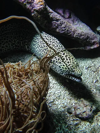 鱼，海鳗，藻类，没有人，动物，特写，野生动物，野生动物
