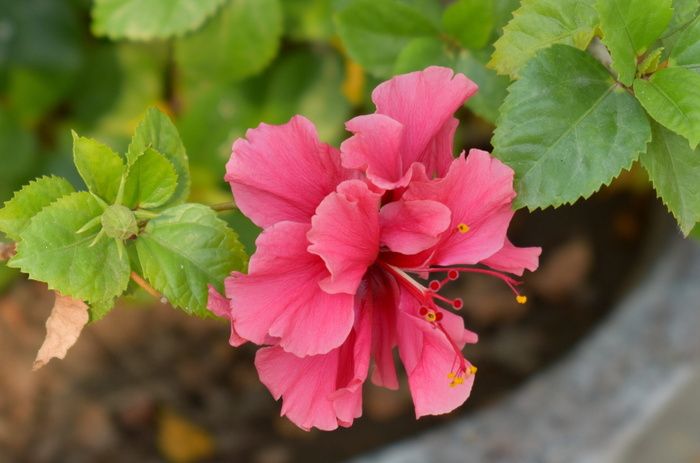 月季、芙蓉、花朵、鞋类植物、开花植物、植物、粉红色、脆弱性