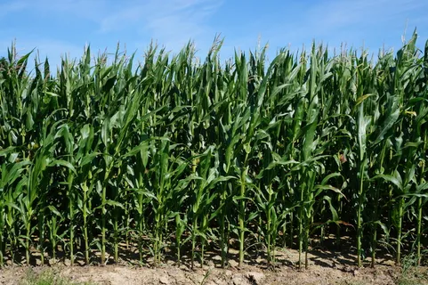 玉米, 绿色, 自然, 麦田, 原野, 植物, 玉米叶, 天空