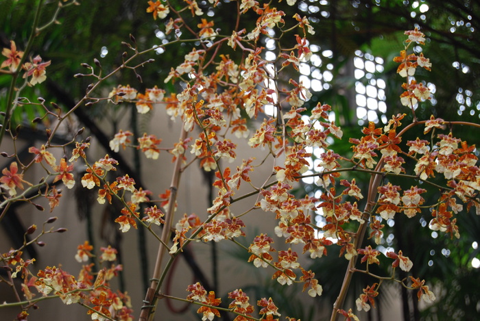 兰花，花朵，花朵，花朵，植物，热带，花朵，枝条