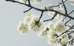 美丽的，盛开的，盛开的，开花的，树枝的，明亮的，花蕾的，樱花的