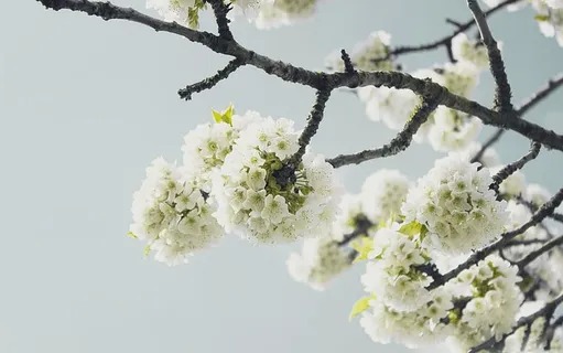 美丽的,盛开的,盛开的,开花的,树枝的,明亮的,花蕾的,樱花的 美丽的,盛开的,盛开的,开花的,树枝的,明亮的,花蕾的,樱花的