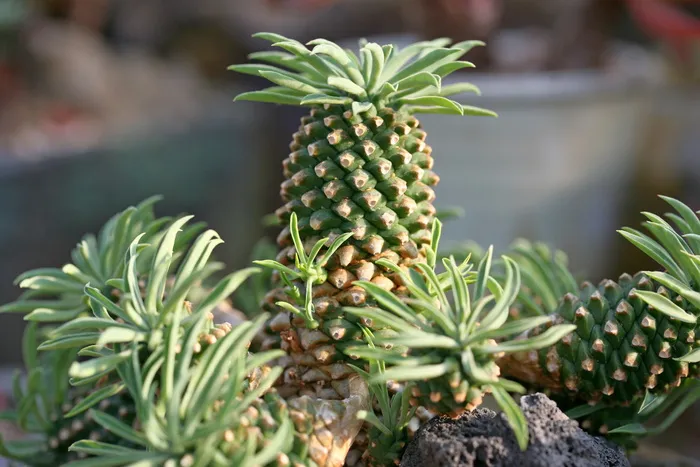肉质植物，肉质于此，仙人掌，花园，花卉，植物，花园，盆栽植物