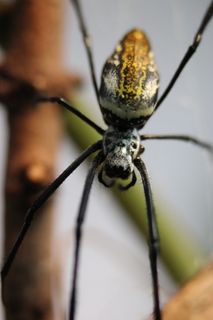 蜘蛛，圆球，织女，一种动物，无脊椎动物，动物主题，动物和野生动物，特写