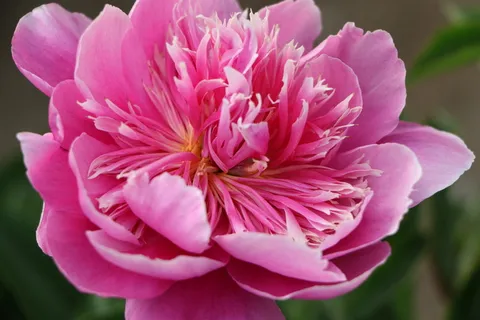 中国草本牡丹,花,粉红色,开花植物,脆弱性,花瓣,新鲜度,脆弱性 中国草本牡丹,花,粉红色,开花植物,脆弱性,花瓣,新鲜度,脆弱性