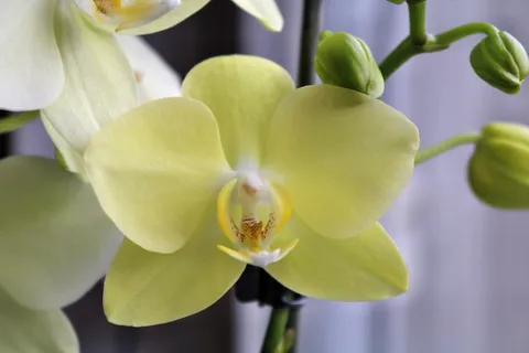 兰花,黄色,植物,花,近距离,大,蝴蝶兰兰花,蝴蝶兰 兰花,黄色,植物,花,近距离,大,蝴蝶兰兰花,蝴蝶兰