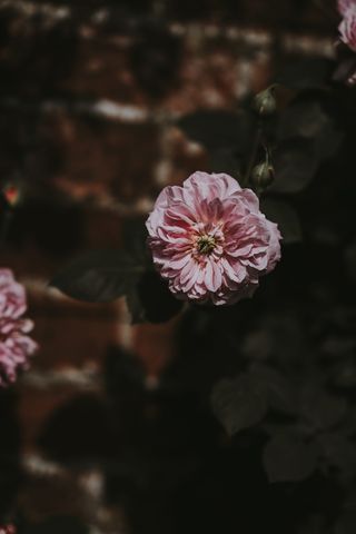 粉色花，选择性，聚焦摄影，粉色，带花瓣的花，玫瑰，花，花瓣