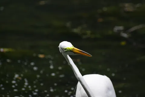 动物，鸟，白鹭，水禽，苍鹭，鹭科，鹳，鹤