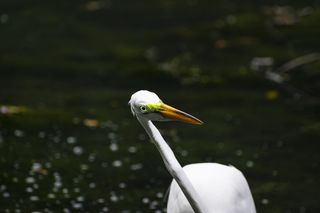 动物，鸟，白鹭，水禽，苍鹭，鹭科，鹳，鹤