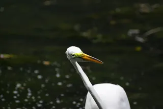 动物，鸟，白鹭，水禽，苍鹭，鹭科，鹳，鹤
