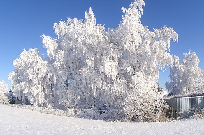 雪，冬天，霜冻，寒冷，冰冻的树，冰，冰，白色