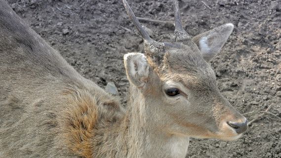 休养鹿，雄性休养鹿，幼年达内克，达玛达玛，休养鹿头，短鹿角，动物，一种动物