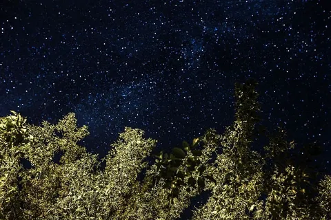 星空下的树木