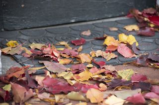 植物，叶子，树，枫树，枫叶，花，花瓣，花