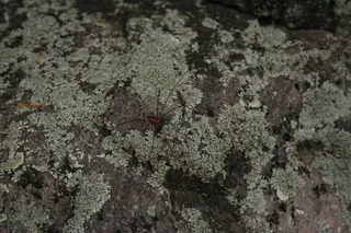 美国, 巴拉布, 冰河时代国家风景名胜小径, 绿色, 蜘蛛, Bug, 昆虫, 菌类