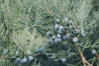 蓝色、模糊、树枝、灌木、焦点、水果、绿色