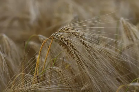 农业、大麦、特写、农村、作物、农田、干旱、农场