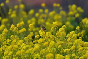 花卉、田地、植物、农业商业公司、草甸萝卜油菜、油菜花、花卉、黄色
