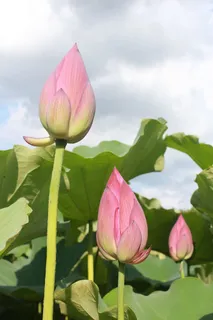 莲花,芽,绿,绿叶,芽,自然,花,植物,荷花睡莲 莲花,芽,绿,绿叶,芽,自然,花,植物,荷花睡莲