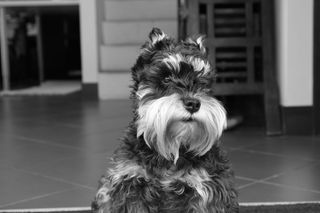 动物，宠物，哺乳动物，狗，狗，梗，地板，小狗