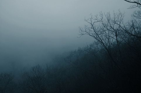 美国，收银员，森林，山谷，薄雾，迷雾森林，雾，雾