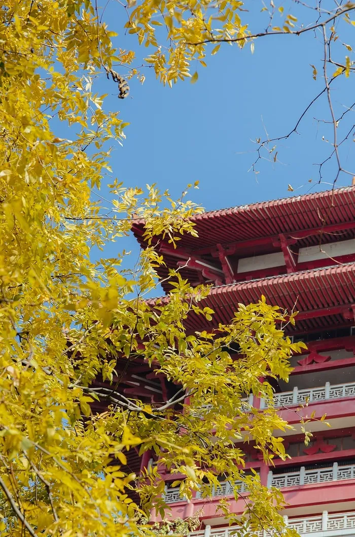 黄叶植物旁的棕色寺庙