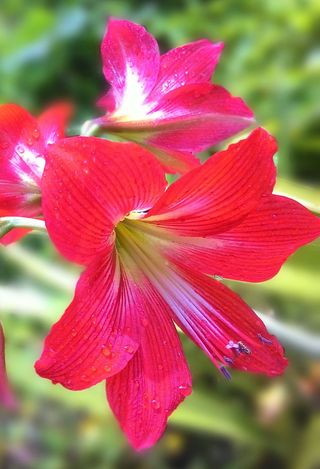 四种草本植物，花，花红色，开花，开放，自然，开花植物，花瓣