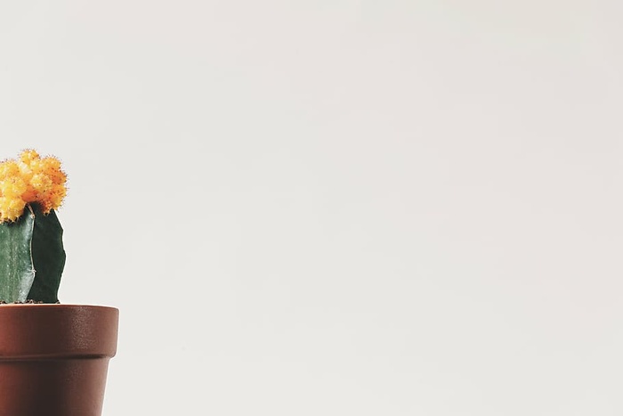 盆栽，黄色，绿色，仙人掌植物，花朵，花盆，仙人掌，刺