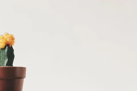 盆栽，黄色，绿色，仙人掌植物，花朵，花盆，仙人掌，刺