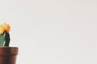 盆栽，黄色，绿色，仙人掌植物，花朵，花盆，仙人掌，刺