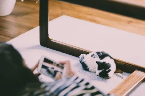 镜子前的白色小猫 镜子前的白色小猫