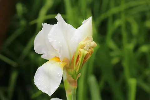 白色,鸢尾花,开花,白天,鸢尾,花,春天,白色 白色,鸢尾花,开花,白天,鸢尾,花,春天,白色
