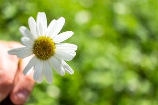 自然，植物，花，夏天，叶子，玛格丽特，开花植物，脆弱