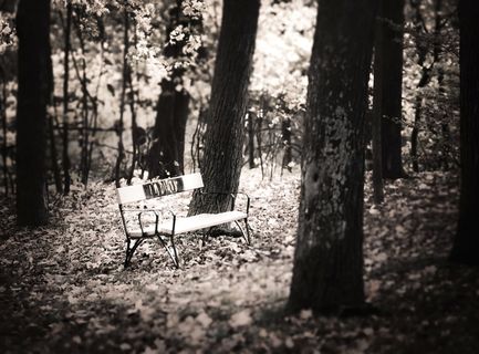 奥地利，维也纳，franz glaser gasse 22，树，树干，树干，座位，土地