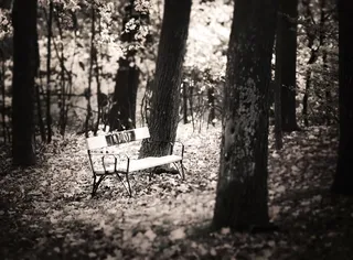 奥地利，维也纳，franz glaser gasse 22，树，树干，树干，座位，土地