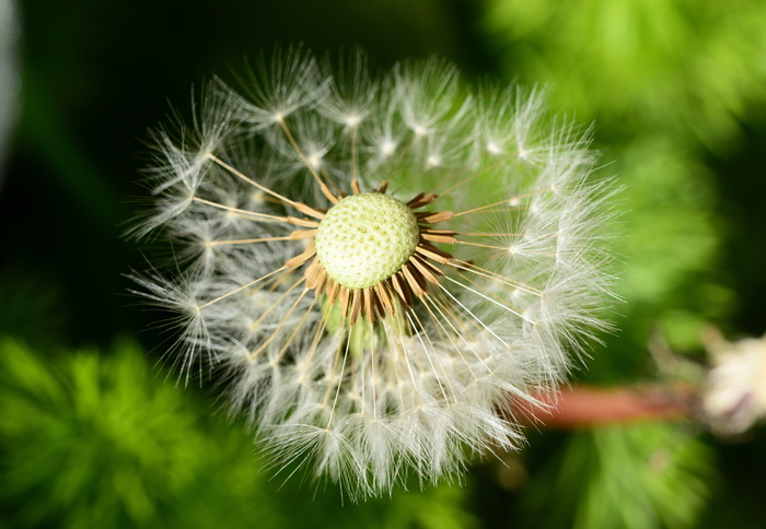 蒲公英，钟，白色降落伞，种子，吹，蒲公英，蒲公英钟，野花